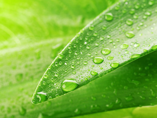 Vernici naturali Vernici naturali